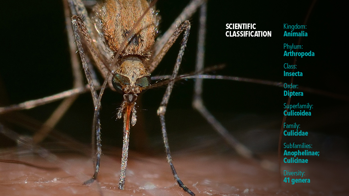 making mosquitoes dr claire donald 5.png making mosquitoes dr claire donald 5.png
